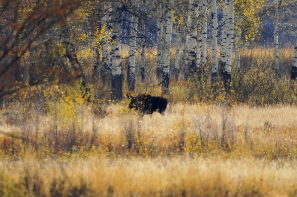 Early light in Gros Ventre by Dennis Blum
